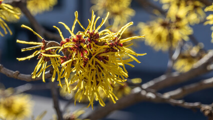 Obraz premium Zaubernuss, hamamelis