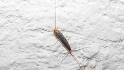 Papierfischchen