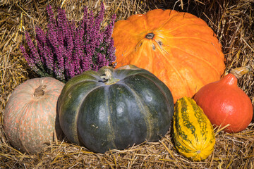 Autumnal decoration made of vegetables and plants. Agriculture on autumn