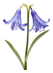 PNG Spanish Bluebell flower petal plant.