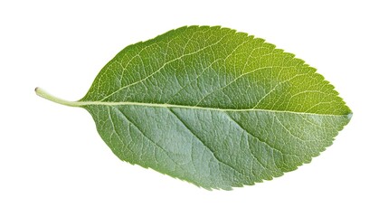 Obraz premium Green mint leaf isolated on transparent background