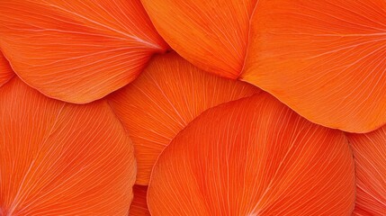 Fototapeta premium A close-up image of vibrant orange petals arranged in a circular pattern.