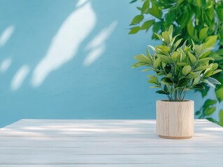 Green plant in a wooden pot on a white table against a blue wall background