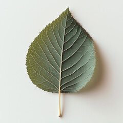 Minimalist composition of a birch leaf on white background emphasizing its design.