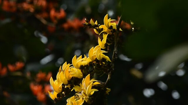 beautiful yellow and orange palash flower bloom in garden