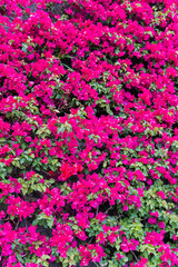 Pink Bougainvillea flower 3.