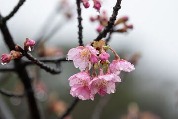 日本の岡山県倉敷市の雨の公園で見た桜