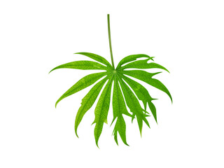Jatropha multifida or Jatropha green leaves isolated on white background
