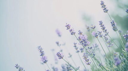 Obraz premium Lavender blooms in soft light, a serene close-up of nature's elegance. 