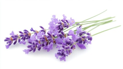 Lavender blooms in soft light, a serene close-up of nature's elegance.
