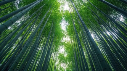 Serenity in Emerald: A Bamboo Forest Canopy Reaching Towards the Sky