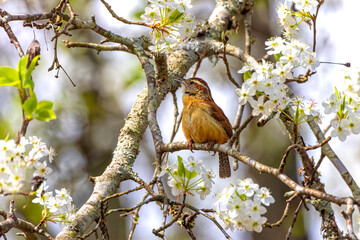 The Carolina wren (Thryothorus ludovicianus)  in the branches of the blossoming tree. This wren is the state bird of South Carolina.