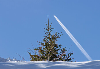A minimalist winter scene, depicting a solitary evergreen tree against a clear blue sky, punctuated...
