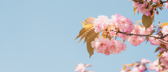 Bouquet de fleurs roses d'une branche de cerisier japonais (prunus serrulata) sur fond de ciel...