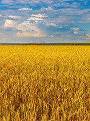 A field of golden wheat with a blue sky in the background