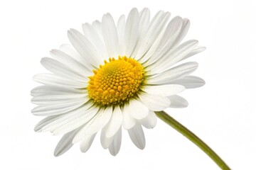 Fototapeta premium Bright Common Daisy Flower Blossom Isolated on White Background for Spring Designs and Botanical Concepts
