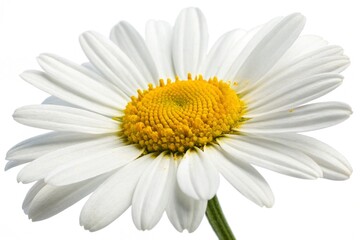 Fototapeta premium Vibrant Daisy Flower Blossom Isolated on Pure White Background, Fresh Spring Petals - Botanical Illustration