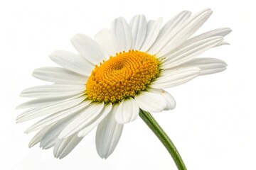 Fototapeta premium Vibrant Daisy Flower Blooming Isolated on White Background - Beautiful Botanical Illustration for Design Projects