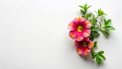 Minimalist Photography of Calibrachoa Bells on White Background with Copy Space for Design Elements