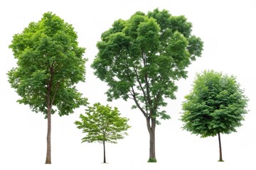 Set of Four Tree Illustrations with Unique Shapes Isolated on White Background