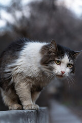 Dramatic portrait of a stray dirty fluffy cat sitting at dusk on a concrete fence and glowering to the right, vertical photo.