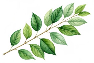 Fototapeta premium Realistic Botanical Illustration of Green Leaves on a Branch