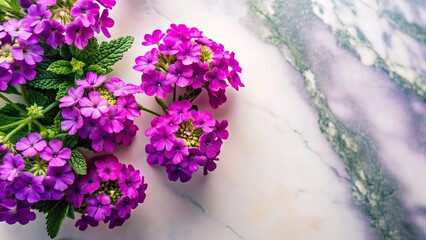 Overhead Minimalist Photography of Verbena on Marble Surface with Soft Bokeh Background, Bold Contrast, and Copy Space for Design Elements