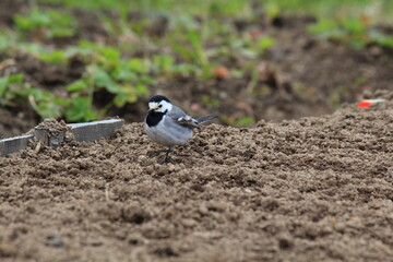 wagtail on a freshly ploughed bed