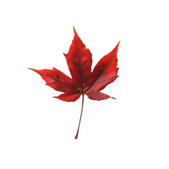 Red maple leaf isolated on white or transparent background
