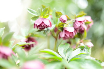 紫のクリスマスローズ