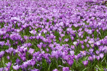 Fototapeta premium Spring field with crocus flowers
