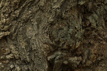 Tree bark background, close up view