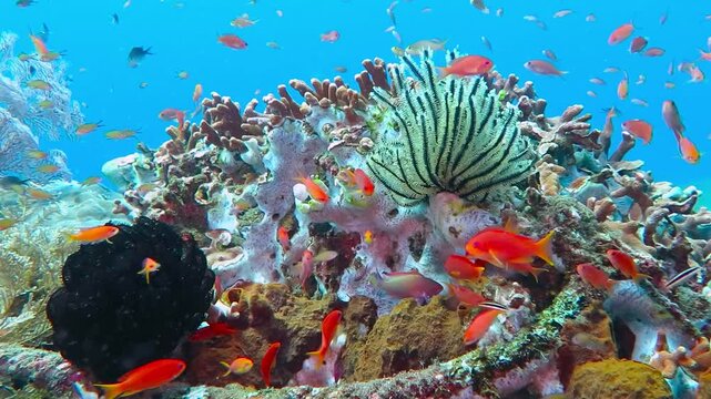 
Vivid healthy colorful coral reef with swimming red fish (Anthias). School of tropical fish with coral. Scuba diving with marine life, reef with fish. Sea lily, corals and anthias fish.