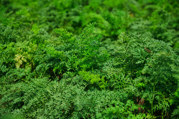 Carrots grow in the field