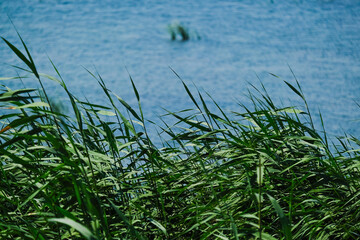 Fototapeta premium Young green reed grows out of the water