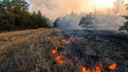 Forest fire, heavy smoke. Natural disaster