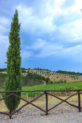 Fototapeta premium Rolling vineyards and olive trees on golden clay soil, framed by a rustic fence, pyramid cypress trees, and a cloudy blue sky