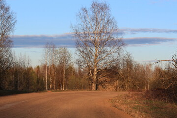 road in the forest on a sunny May evening