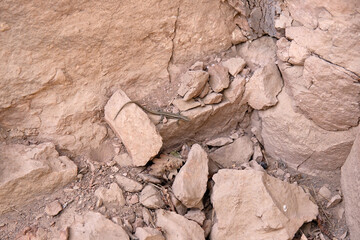 A beautifully colored lizard on the rocks.