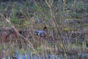 Red-headed pochard on the lake shore in mid-May