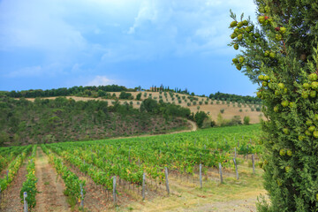 Obraz premium Cones on pyramidal cypress trees, vineyards on hillsides with yellow clay soil in the background in the surrounding area Tuscany, Borgo Scopeto, Italy