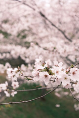 벚꽃, 벚나무, 일본, 봄, 일본여행