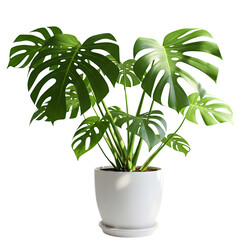 Fototapeta premium Monstera deliciosa, commonly referred to as the Swiss Cheese Plant, sits in a white pot, enhancing home gardening and a bond with nature.