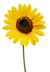 Fototapeta premium Close-up bright yellow sunflower isolated on against transparent background.