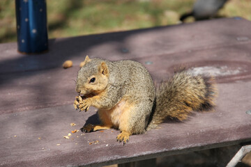 squirrel eating nut