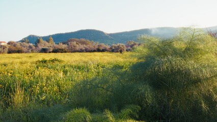 Fototapeta premium Wild Fennel In Front Of A Peaceful Meadow In Calabria Region In Spring