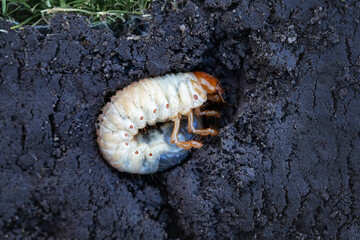 Close-up of a May beetle larva (Melolontha) in the soil. A macro photograph, a detailed image of a large white May beetle larva (Melolontha) wriggling in rich dark soil.