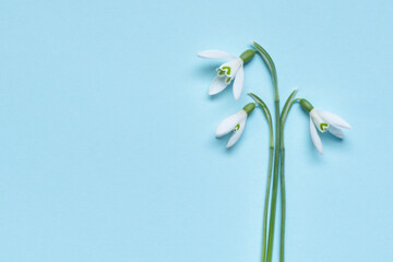 Delicate spring composition: three white snowdrops on a light blue background. Minimalistic style,...