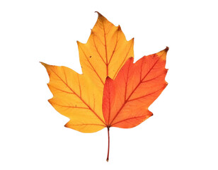 autumn maple leaf