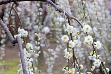 満開の枝垂れ梅
